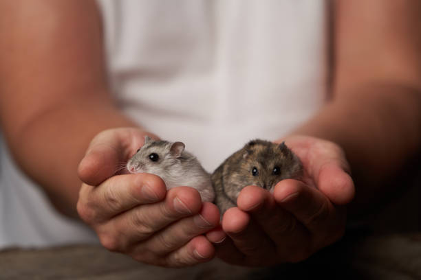 istock Little domestic hamster on grey background. Djungarian Dwarf hamster 1173990761
