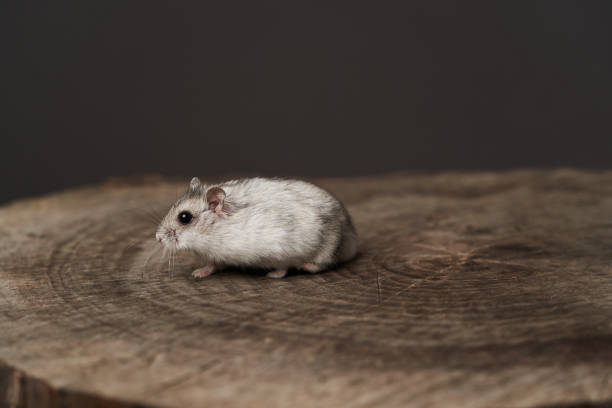 istock Small domestic hamster. Dwarf hamste. Little pet hamster 1173990851