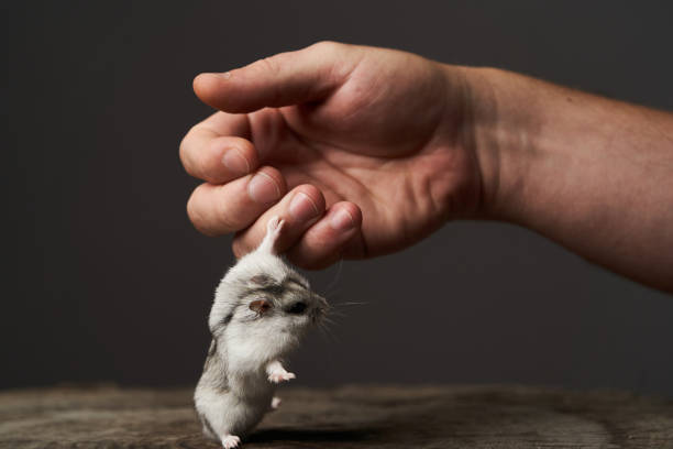 istock Small domestic hamster on hand. Djungarian Dwarf hamster. 1173990907