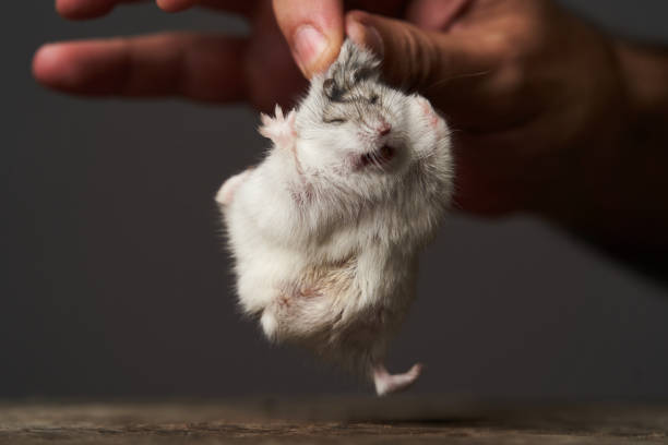 istock Little domestic hamster on hand. Djungarian Dwarf hamster 1173991024