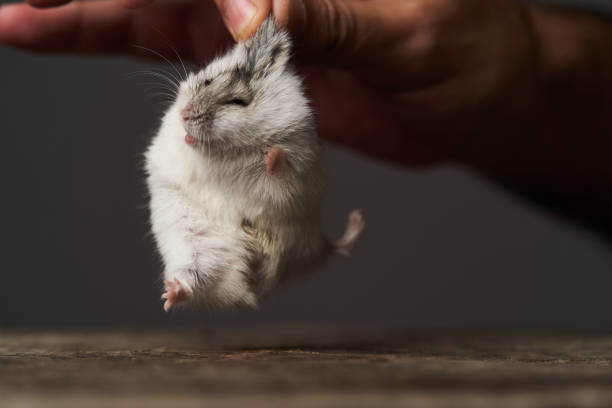 istock Little domestic hamster on hand. Djungarian Dwarf hamster 1173991049