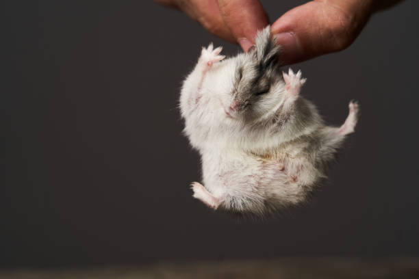 istock Pest control with hamster in hand, close-up. Little pet hamster 1173991063
