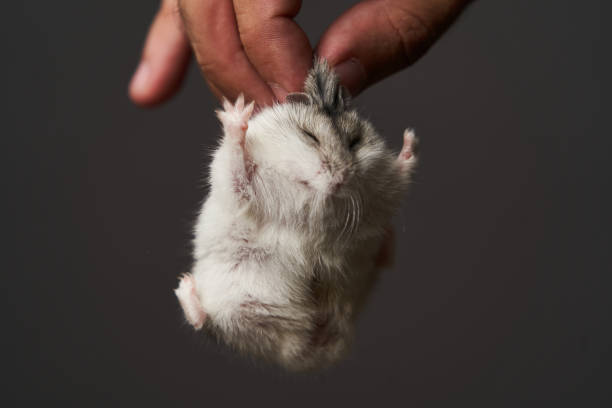istock Pest control with hamster in hand, close-up. Little pet hamster 1173991073