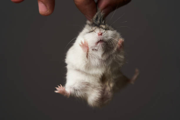 istock Pest control with hamster in hand, close-up. Little pet hamster 1173991082