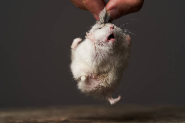 istock Pest control with hamster in hand, close-up. Little pet hamster 1173991088