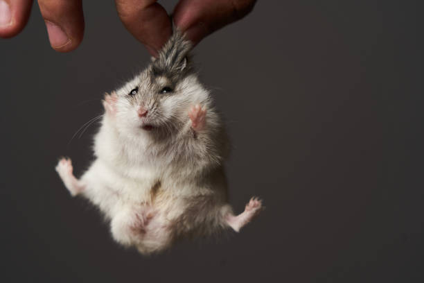 istock Pest control with hamster in hand, close-up. Little pet hamster 1173991089