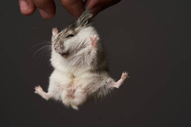 istock Pest control with hamster in hand, close-up. Little pet hamster 1173991090