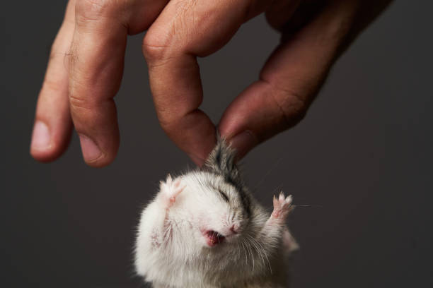 istock Pest control with hamster in hand, close-up. Little pet hamster 1173991091