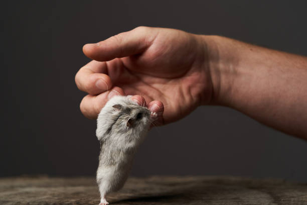 istock Small domestic hamster on hand. Djungarian Dwarf hamster. 1173991689