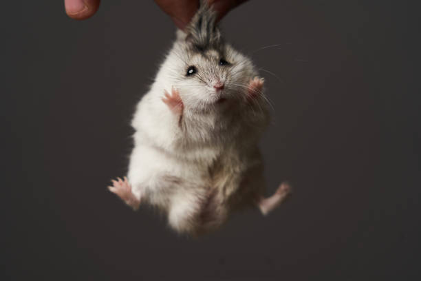 Pest control with hamster in hand, close-up. Little pet hamster