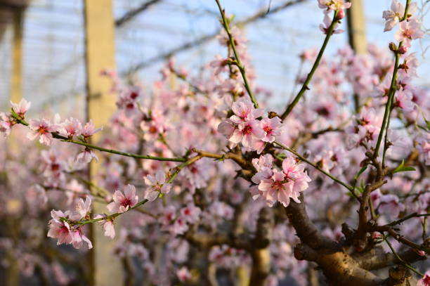 In full bloom in the peach blossom In full bloom in the peach blossom Nectarine stock pictures, royalty-free photos & images