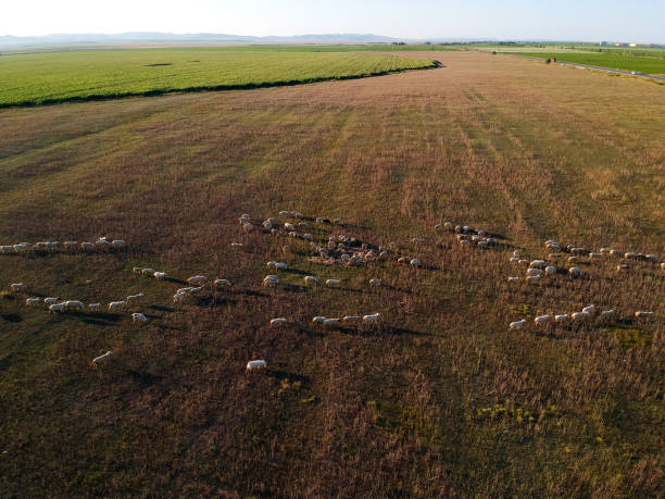 istock Cattle herd of the grasslands 1173992261