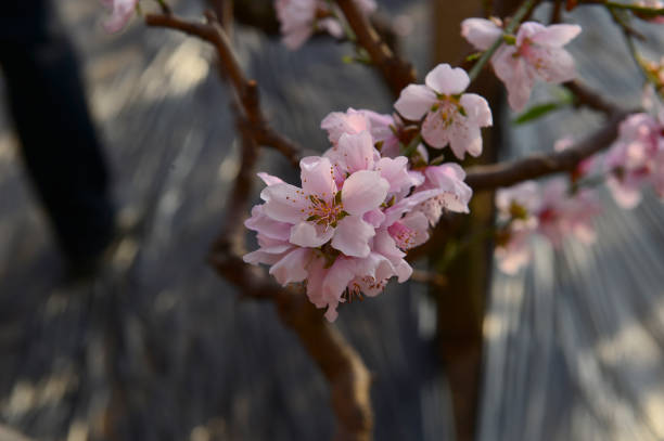 In full bloom in the peach blossom In full bloom in the peach blossom Nectarine stock pictures, royalty-free photos & images