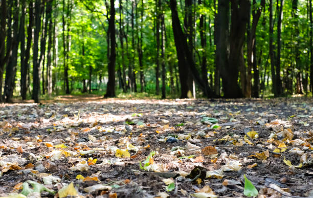 Summer or autumn forest or park sunny landscape. Dry colorful leaves on the ground, beautiful blurred green trees in the background. Selective focus. stock photo