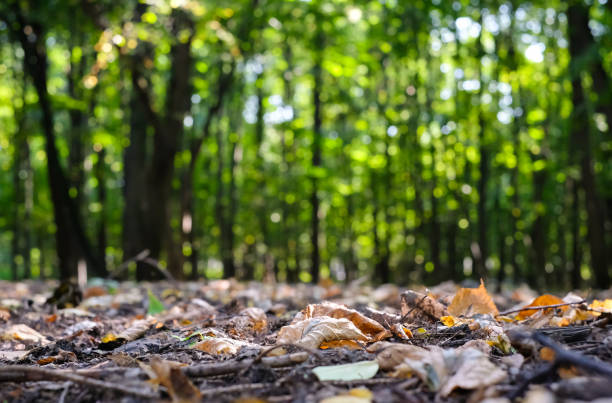Summer or autumn forest or park sunny landscape. Dry colorful leaves on the ground, beautiful blurred green trees in the background. Selective focus. stock photo
