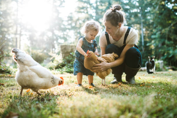 Family With Chickens at Small Home Farm A mother and her toddler aged little girl pet and feed their flock of chickens on a warm late summer morning at their home.  Shot in Washington state. pets and animals stock pictures, royalty-free photos & images