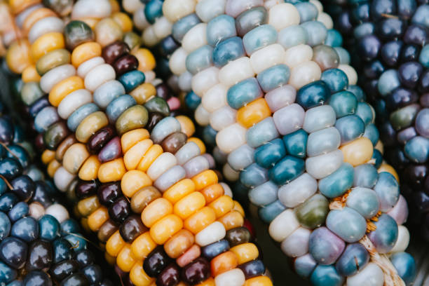 istock Glass Gem Corn on The Cob Freshly Harvested 1174000356