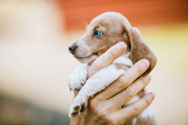 istock Cute Dachshund Puppy In Mans Hand 1174000610