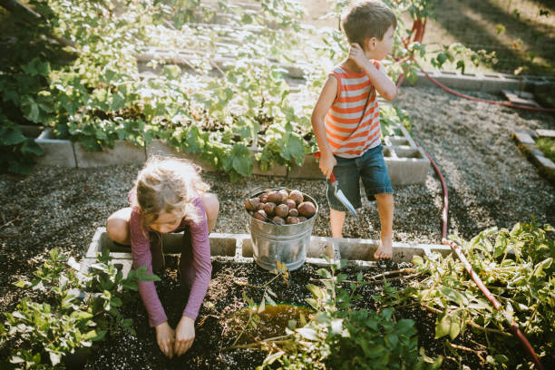 Family Harvesting Vegetables From Garden at Small Home Farm stock photo