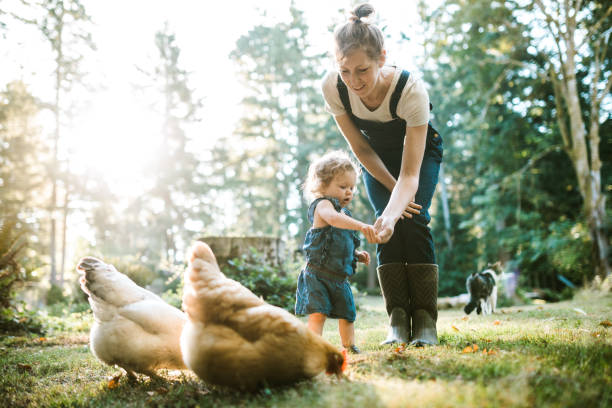 小さなホームファームで鶏と家族 - baby chicken 写真 ストックフォトと画像