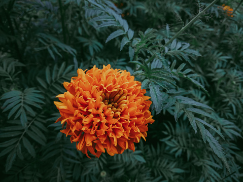 Marigold in the morning and beautiful after rain.