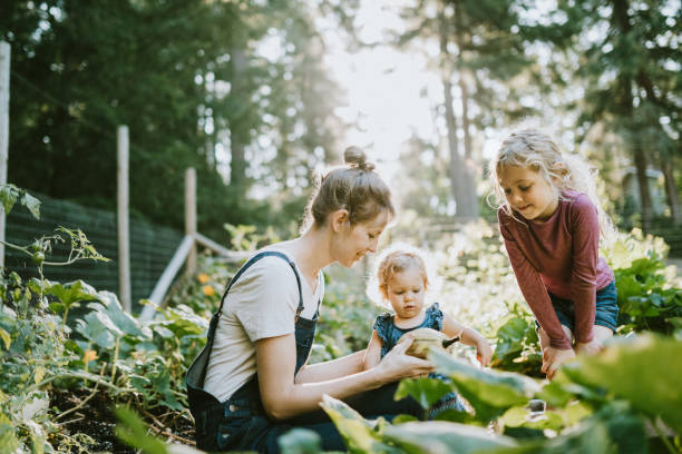 작은 홈 농장에서 정원에서 야채를 수확 하는 가족 - child women outdoors mother 뉴스 사진 이미지