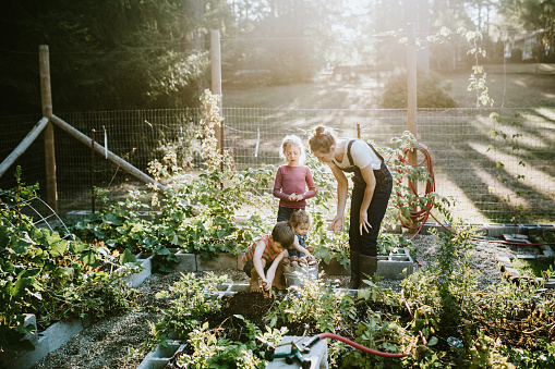 A mother and her children dig fresh potatoes from their garden on a warm late summer morning at their home.  Shot in Washington state.