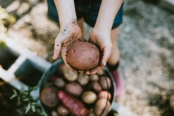 A girl holds up a freshly dug potato from her garden on a warm late summer morning at home.  Shot in Washington state.