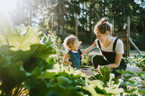 Family Harvesting Vegetables From Garden at Small Home Farm A mother and her baby daughter pick fresh strawberries from their garden on a warm late summer morning at their home. Shot in Washington state. life lessons stock pictures, royalty-free photos & images