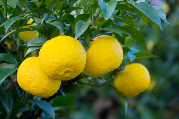 istock Yuzu: Citrus junos is a kind of Japanese citrus 1174007453