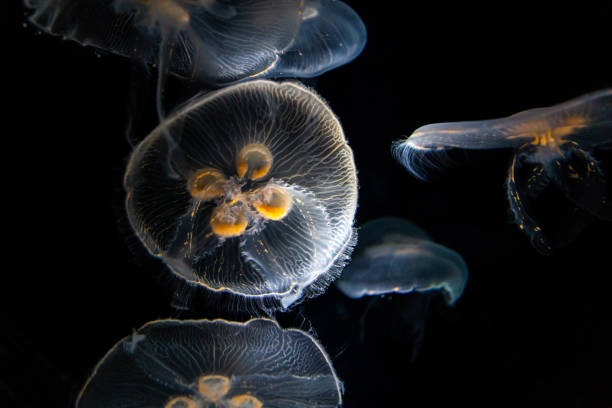 istock Deep sea jellyfish floating in dark water 1174008931