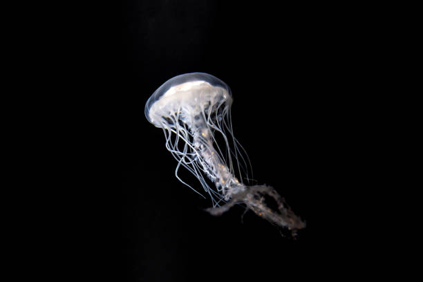 istock White jellyfish floating in dark water 1174008955