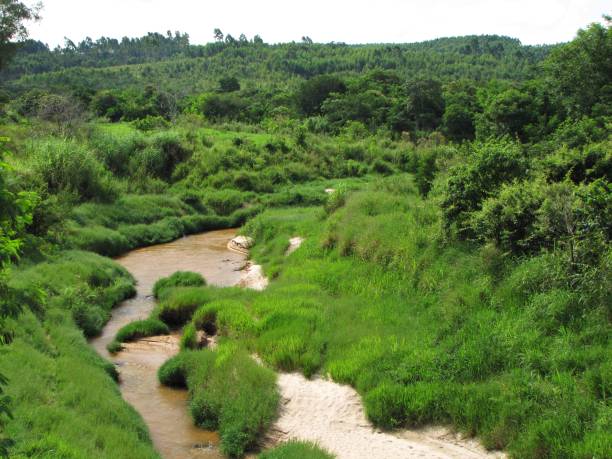 istock River with erosion and without riparian forest 1174018907