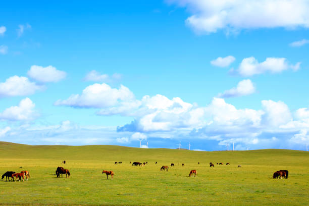 istock Horses and wind turbines in the grasslands 1174019680