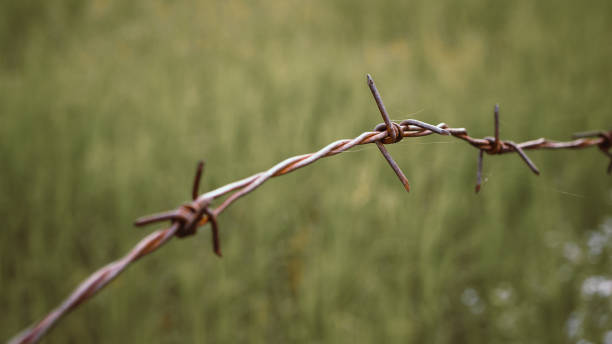 istock Barbed wire. Barbed wire on fence to feel worrying Concept 1174020645