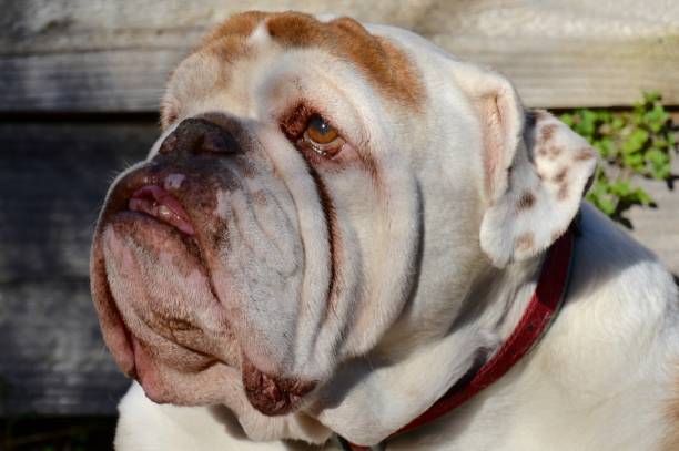 British bulldog head shot with sad eyes of obediance stock photo