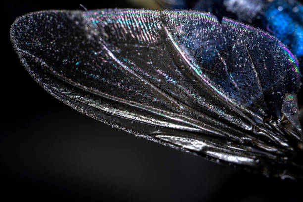 House Fly Extreme Close Up Microphotography