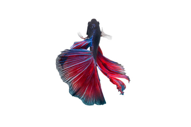 Close-Up Of Siamese Fighting Fish Against White Background Close-Up Of Siamese Fighting Fish Against White Background white halfmoon betta splendens fish stock pictures, royalty-free photos & images