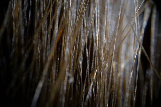 Macrophotography of brown hair strands.