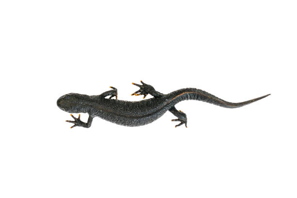 istock Creeping black Triton isolated on white background. The view from the top. 1174024813