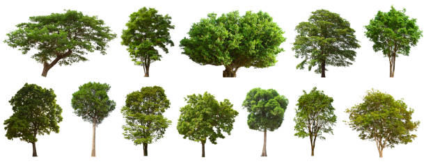 istock isolated tree set is located on a white background. Collection of isolated tree on white background 1174025854