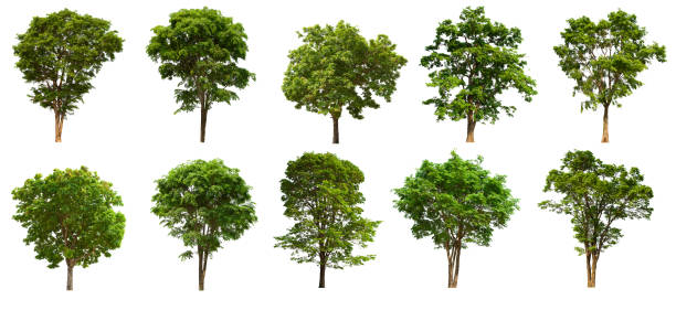 istock isolated tree set is located on a white background. Collection of isolated tree on white background 1174025860