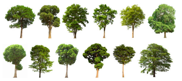 istock isolated tree set is located on a white background. Collection of isolated tree on white background 1174025863