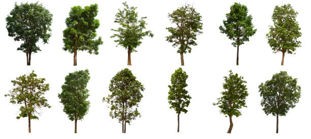 istock isolated tree set is located on a white background. Collection of isolated tree on white background 1174026527