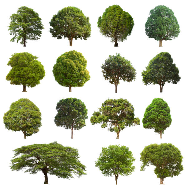 istock isolated tree set is located on a white background. Collection of isolated tree on white background 1174027001