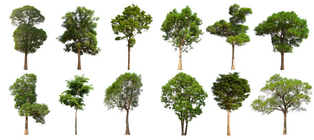 istock isolated tree set is located on a white background. Collection of isolated tree on white background 1174027071