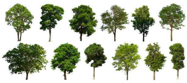 istock isolated tree set is located on a white background. Collection of isolated tree on white background 1174027095