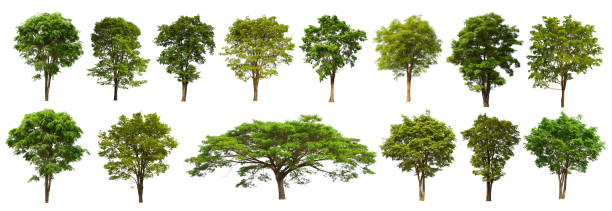 istock isolated tree set is located on a white background. Collection of isolated tree on white background 1174027382
