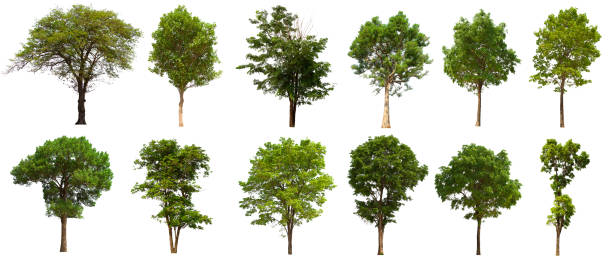 изолированный набор деревьев расположен на белом фоне. коллекция изолированного дерева на белом фоне - trees стоковые фото и изображения