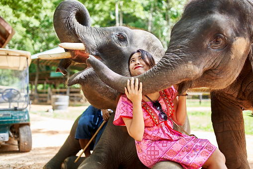 female thai tourist having fun with baby and mother elephant at sanctuary in thailand during the day